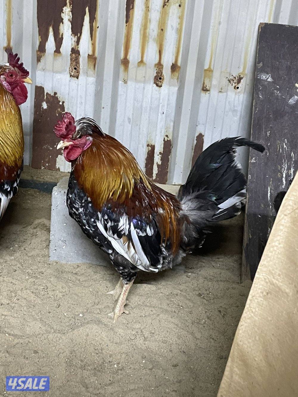 ثلاث دياكة عربي ترثة قديم انتاج عندي وابوهم مشتراه غالي ( البيع جملة ف4