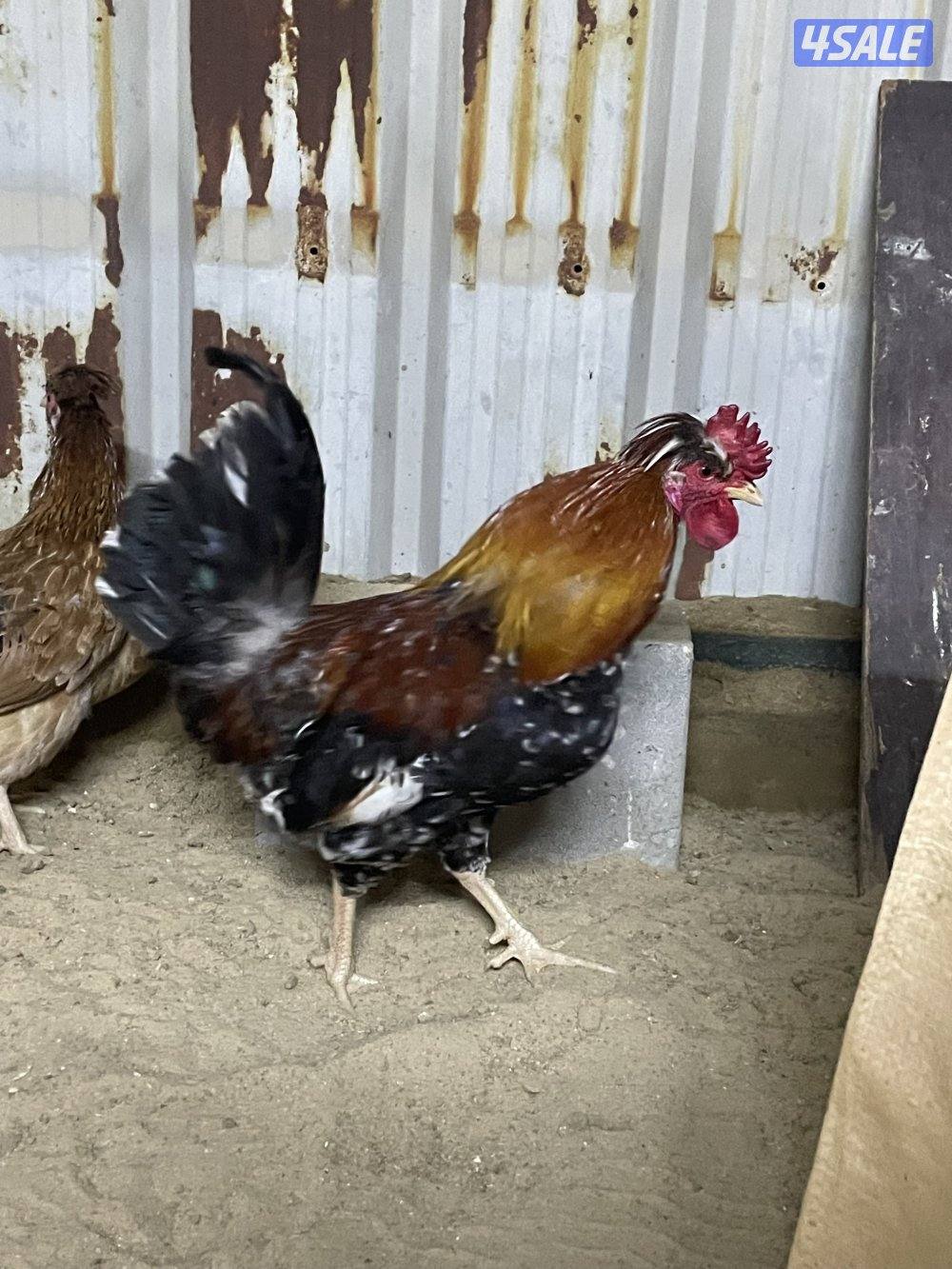 ثلاث دياكة عربي ترثة قديم انتاج عندي وابوهم مشتراه غالي ( البيع جملة ف5