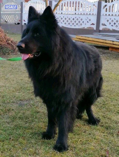 للبيع جيرمن شبرد0