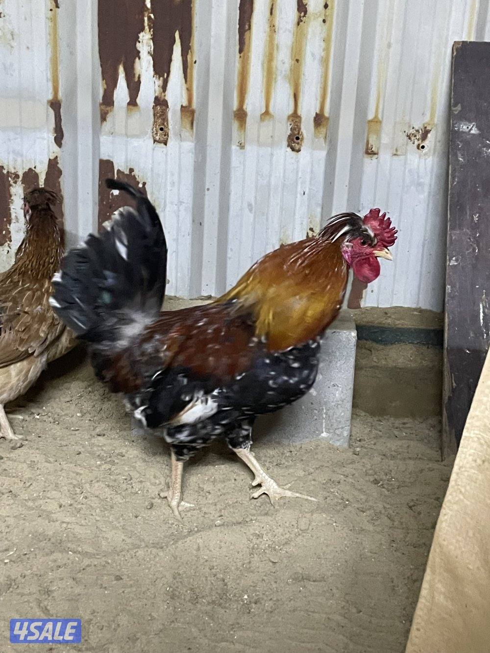 ثلاث دياكة عربي ترثة قديم انتاج عندي وابوهم مشتراه غالي ( البيع جملة ف7