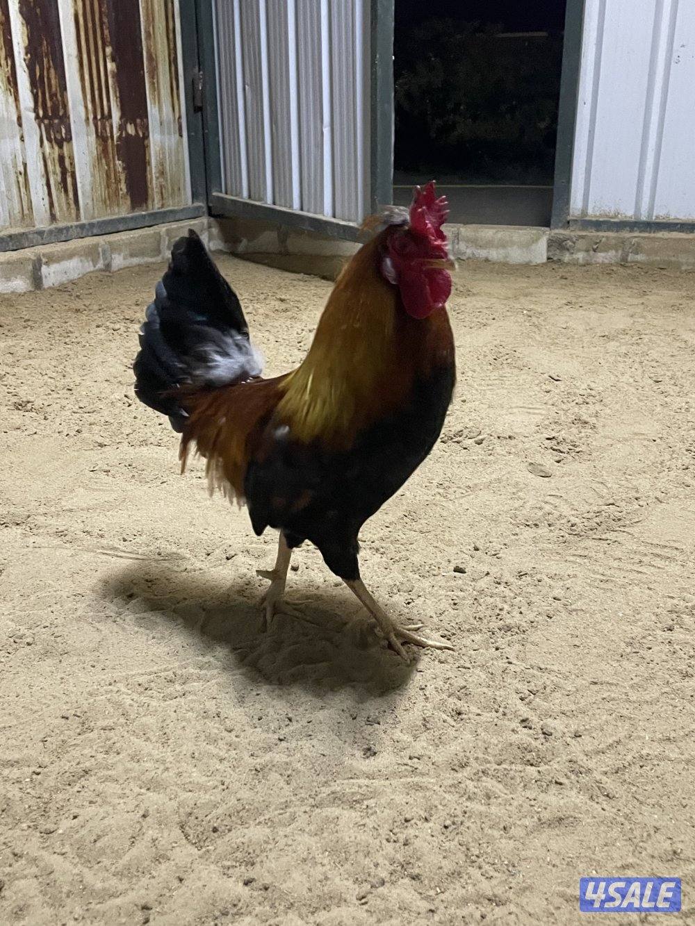 ثلاث دياكة عربي ترثة قديم انتاج عندي وابوهم مشتراه غالي ( البيع جملة ف8