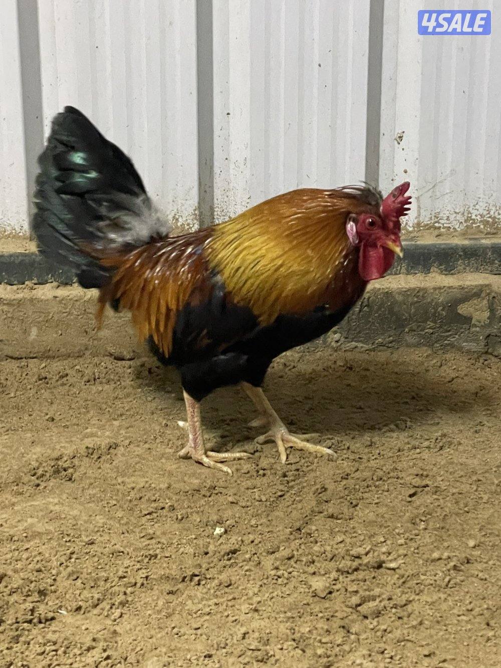 ثلاث دياكة عربي ترثة قديم انتاج عندي وابوهم مشتراه غالي ( البيع جملة ف9