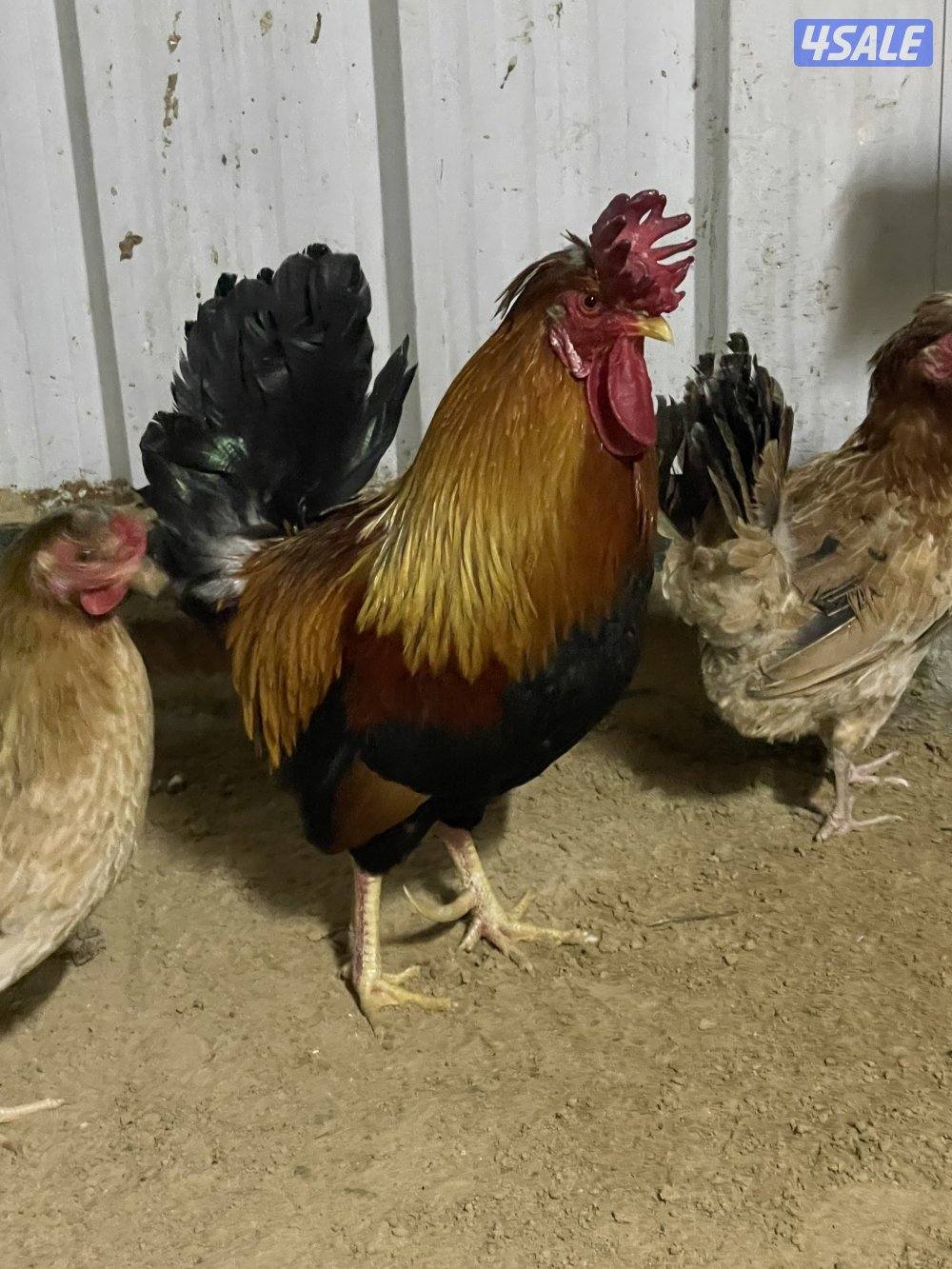 ثلاث دياكة عربي ترثة قديم انتاج عندي وابوهم مشتراه غالي ( البيع جملة ف10