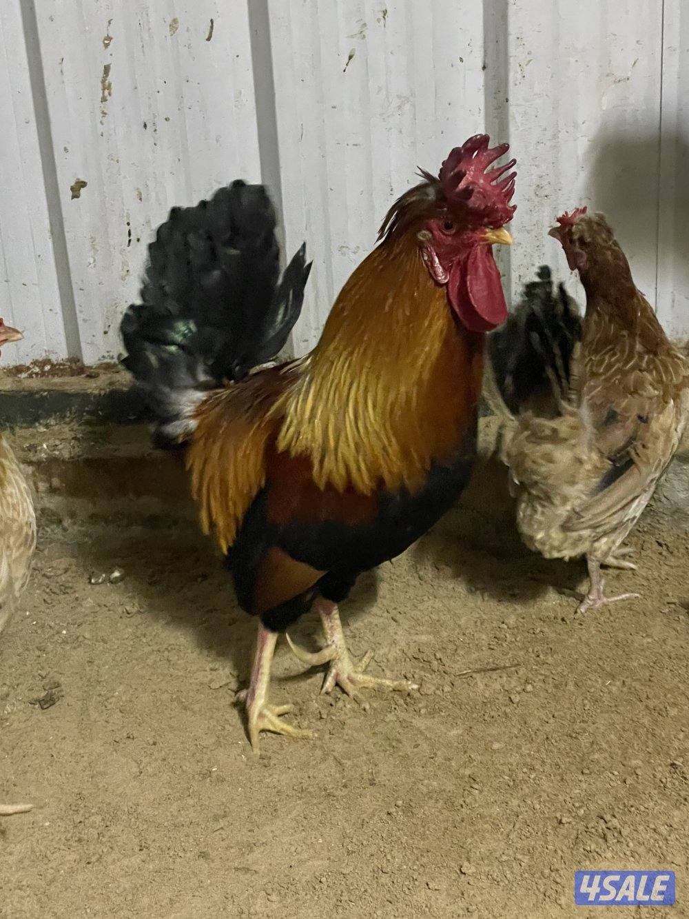 ثلاث دياكة عربي ترثة قديم انتاج عندي وابوهم مشتراه غالي ( البيع جملة ف11