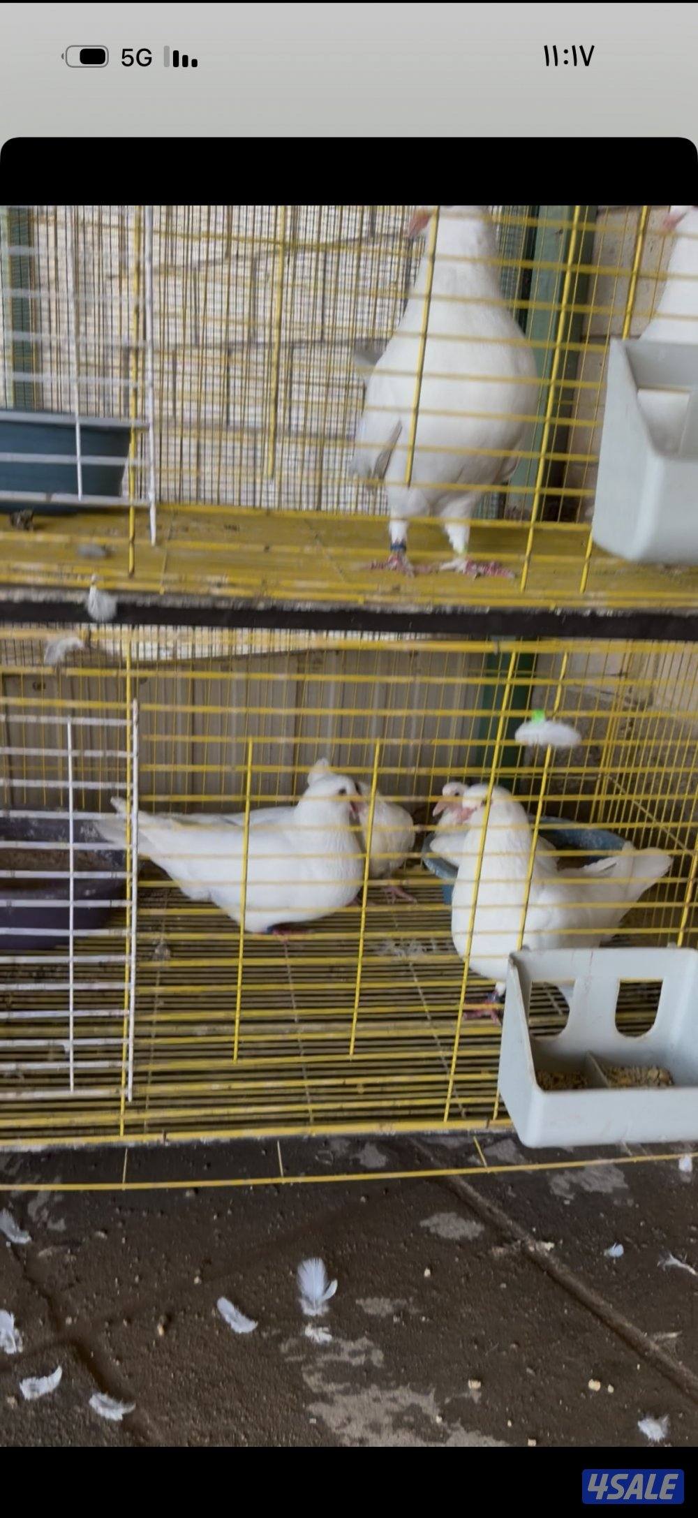 لاحم مطور عدد14 زوج احجام طيبه XXL بدون خانات0