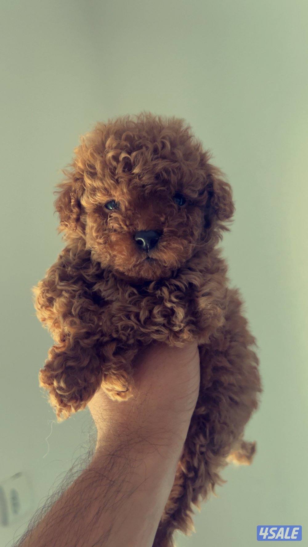 مني بودل اصلي 📍0