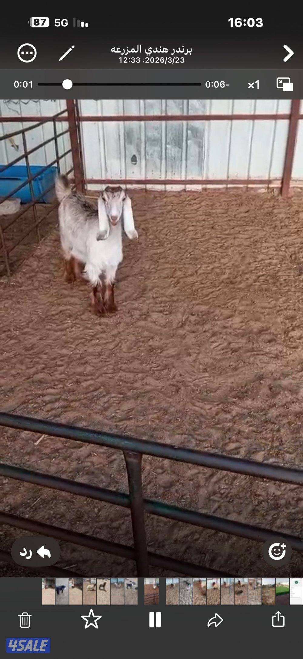 خرفان للبيع وتيوس وجفار5