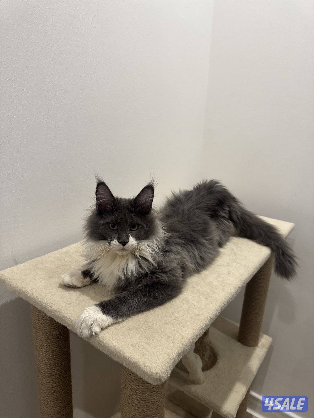 للبيع قط ماين كون5