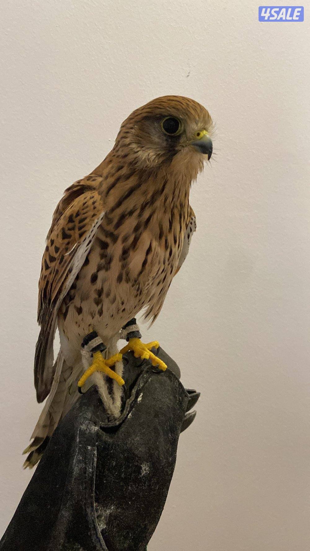 طيور للبيع مع اغراضها احجام كبيره وترمهه0