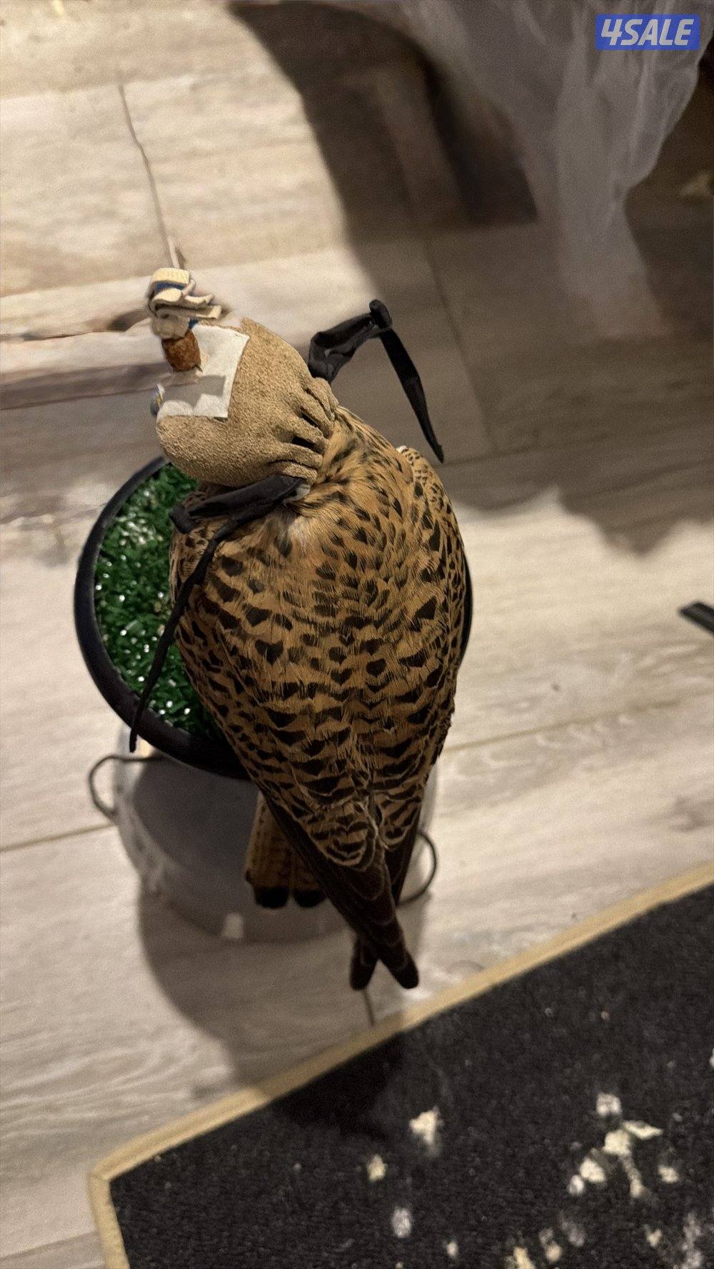 طيور للبيع مع اغراضها احجام كبيره وترمهه1