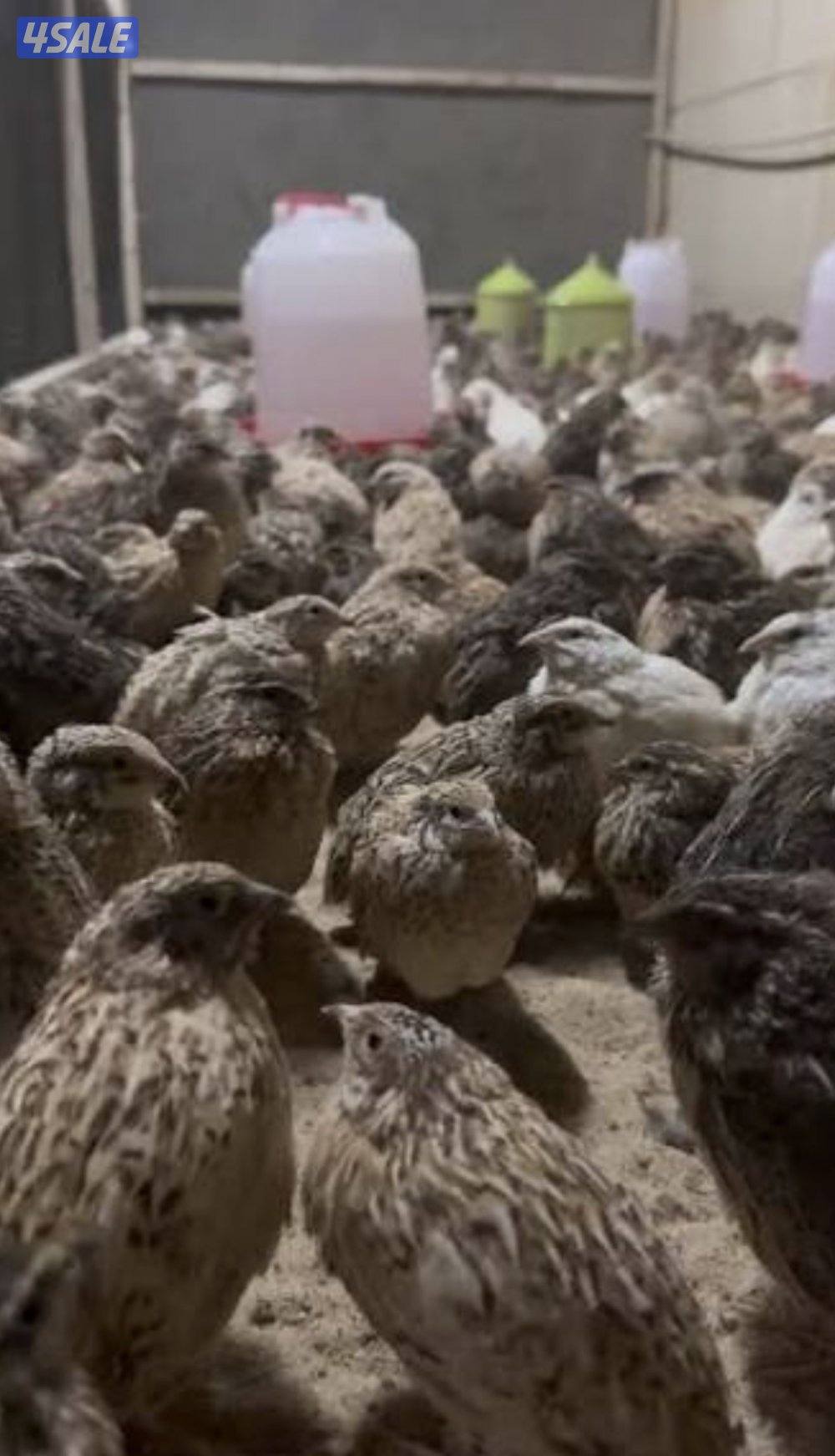 متوفر انواع الطيور تغريد و دجاج نوعيه فاخر حسب الطلب شرط الصحه جيد جدا1