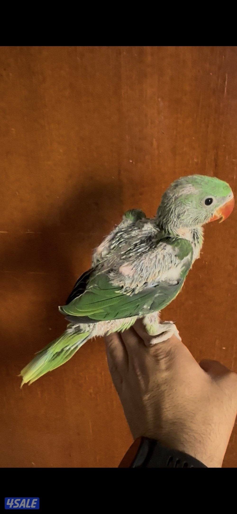 فروخ الدرة النيبالية عس0