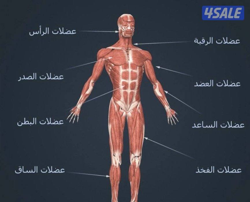 مساج المطرقة الألم الجسم0