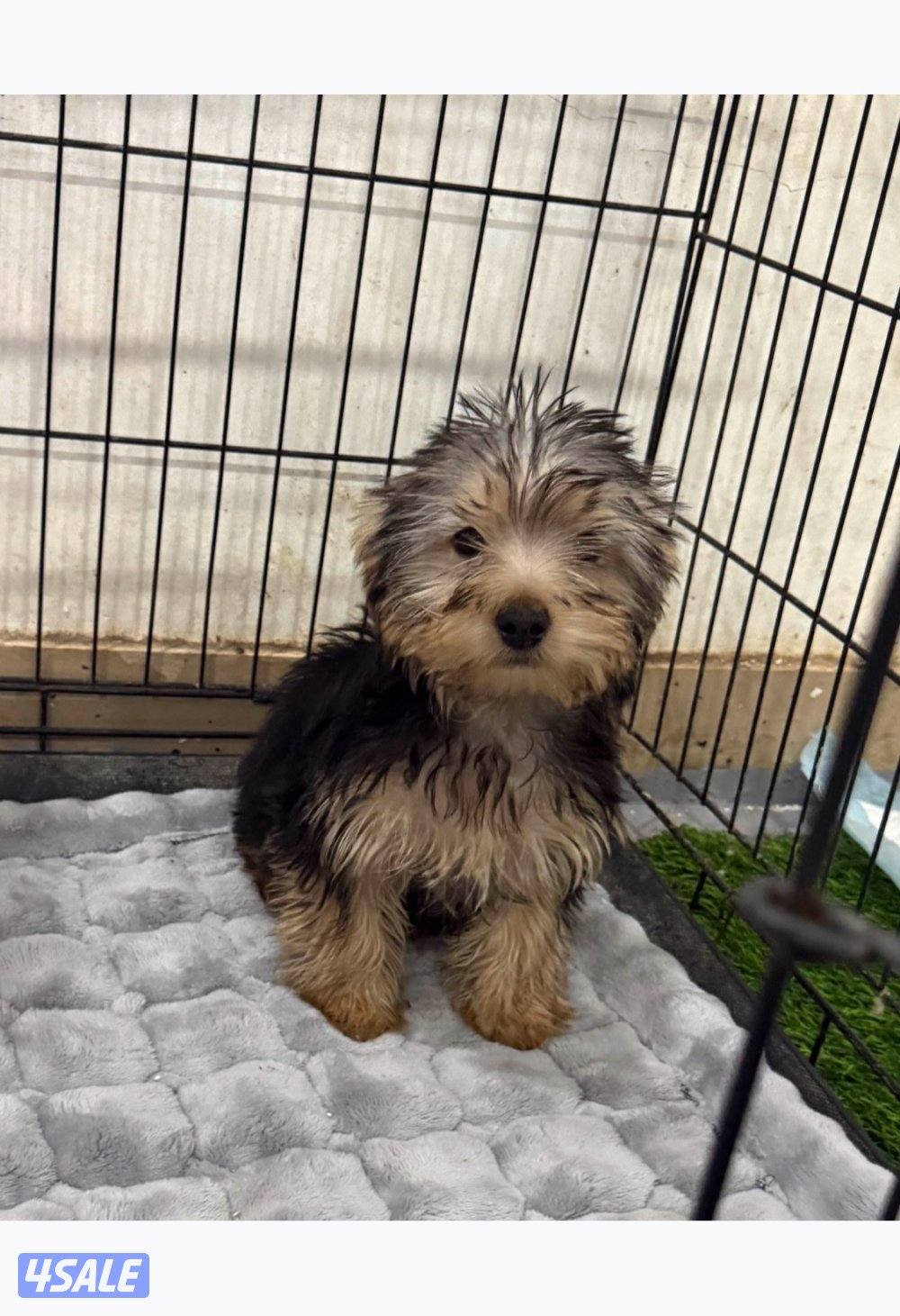 يورك شاير توي سايز0