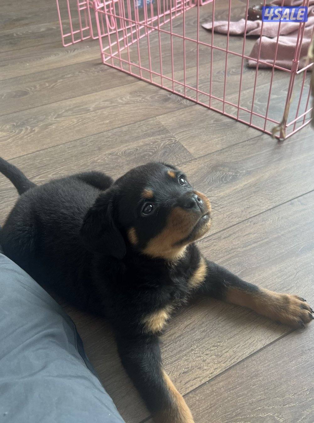 Young Female Rottweiler Puppy0