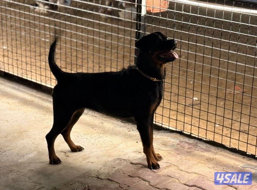 Young Female Rottweiler Puppy1