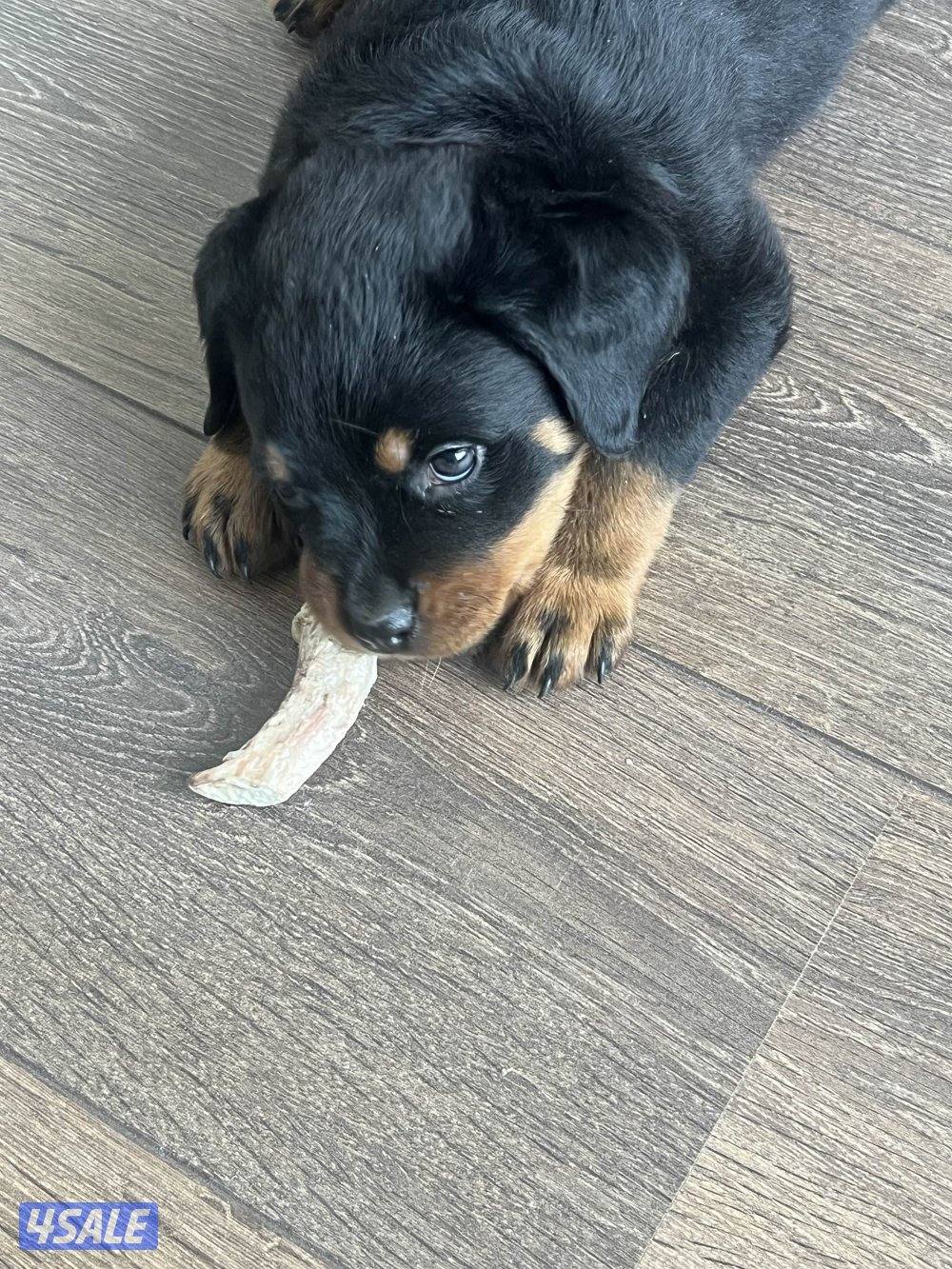 Young Female Rottweiler Puppy2