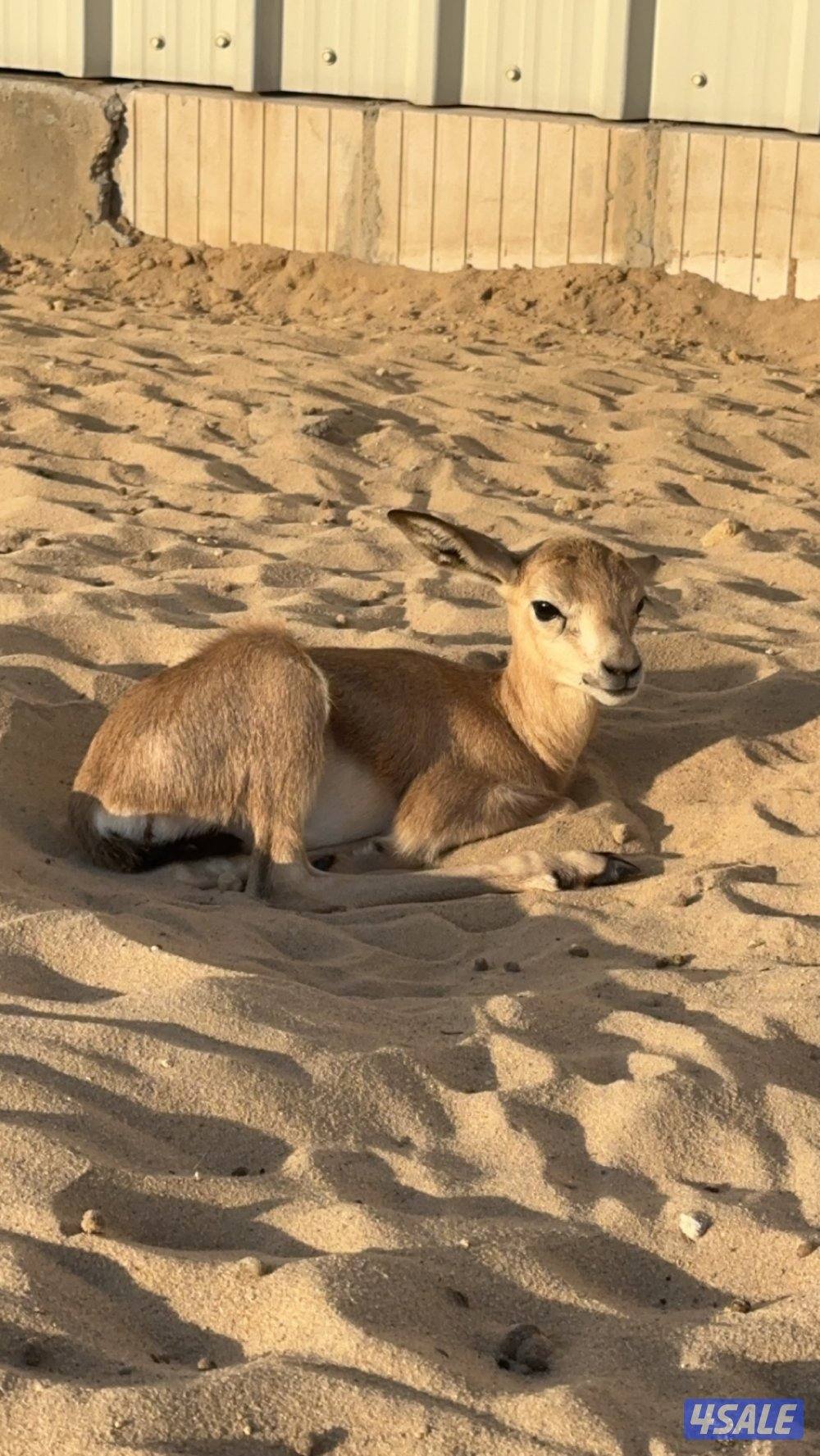 غزلان الريم العربي0