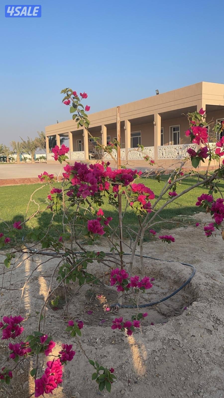 افراد بالعبدلي 20 الف متر سوبر ديلوكس0