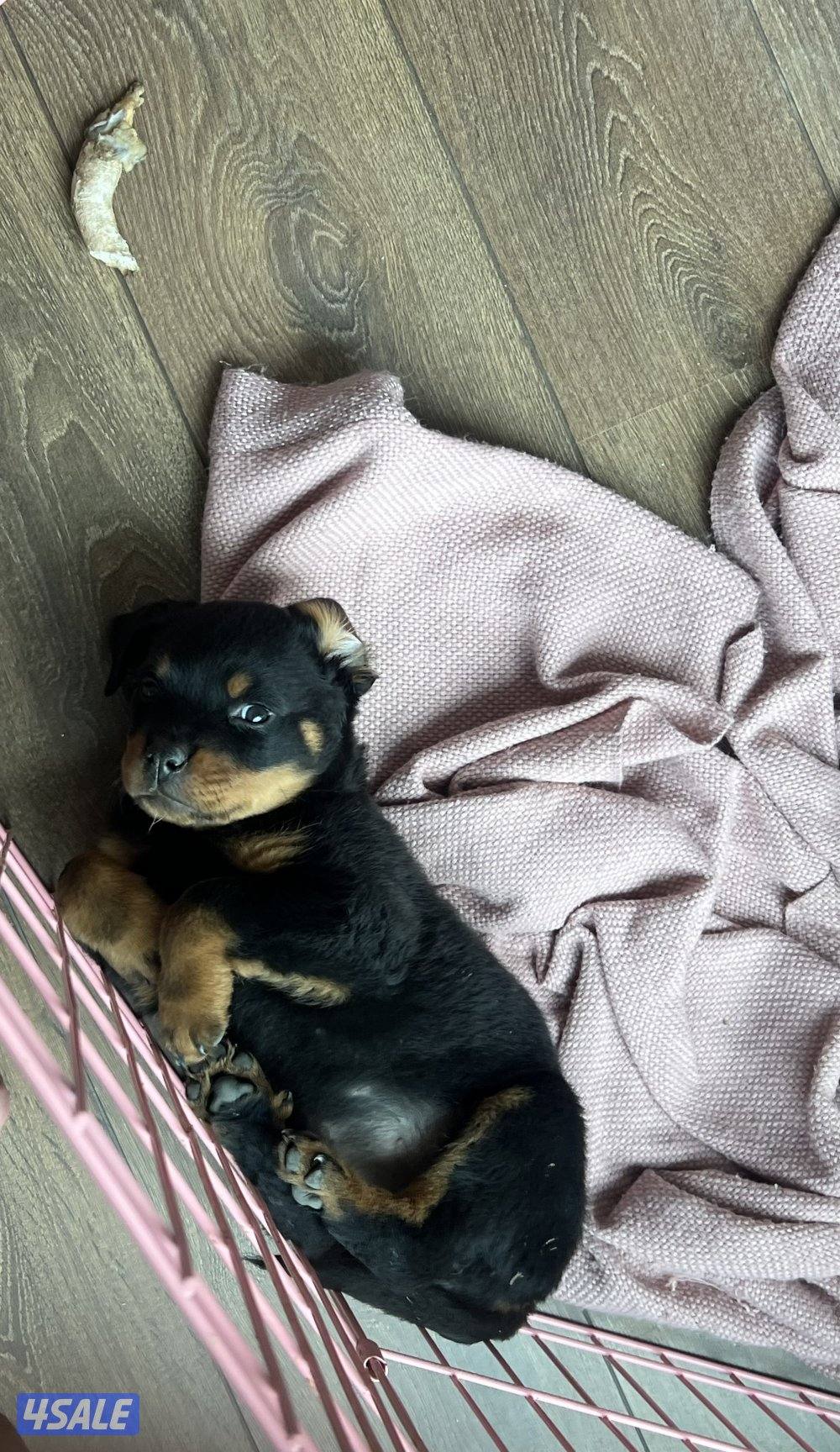 Young Female Rottweiler Puppy3