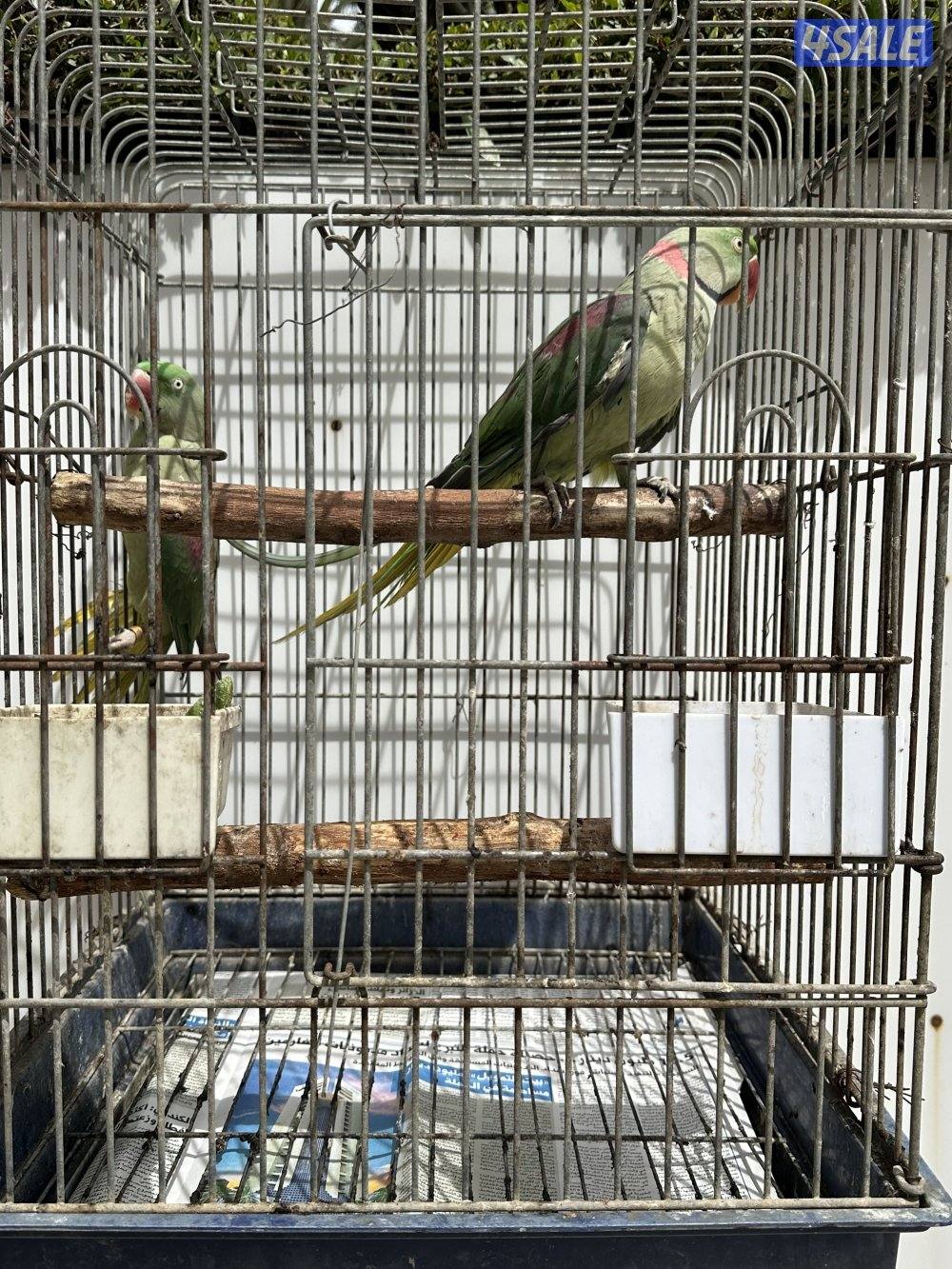 زوج بيبي متوه نيبالي ( مُنتج )0