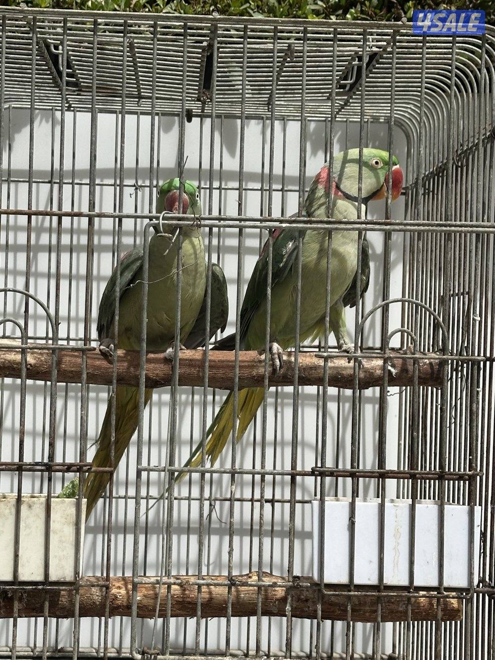 زوج بيبي متوه نيبالي ( مُنتج )1