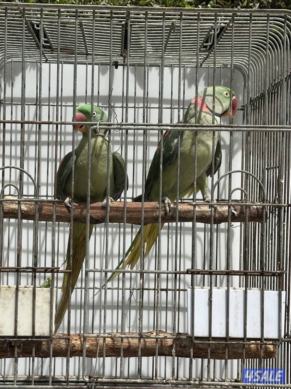 زوج بيبي متوه نيبالي ( مُنتج )2