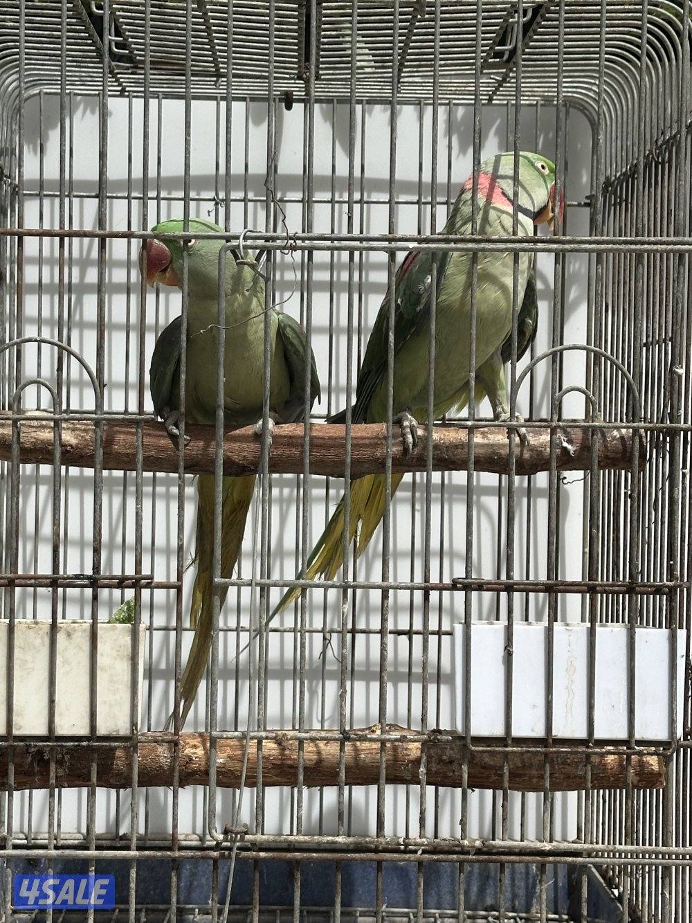 زوج بيبي متوه نيبالي ( مُنتج )3