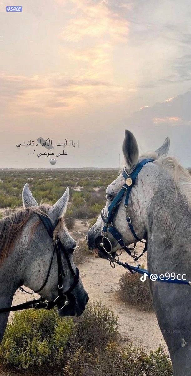 ابحث عن دوام جزئي  محاسب عام خبرة 10 سنين بالكويت0