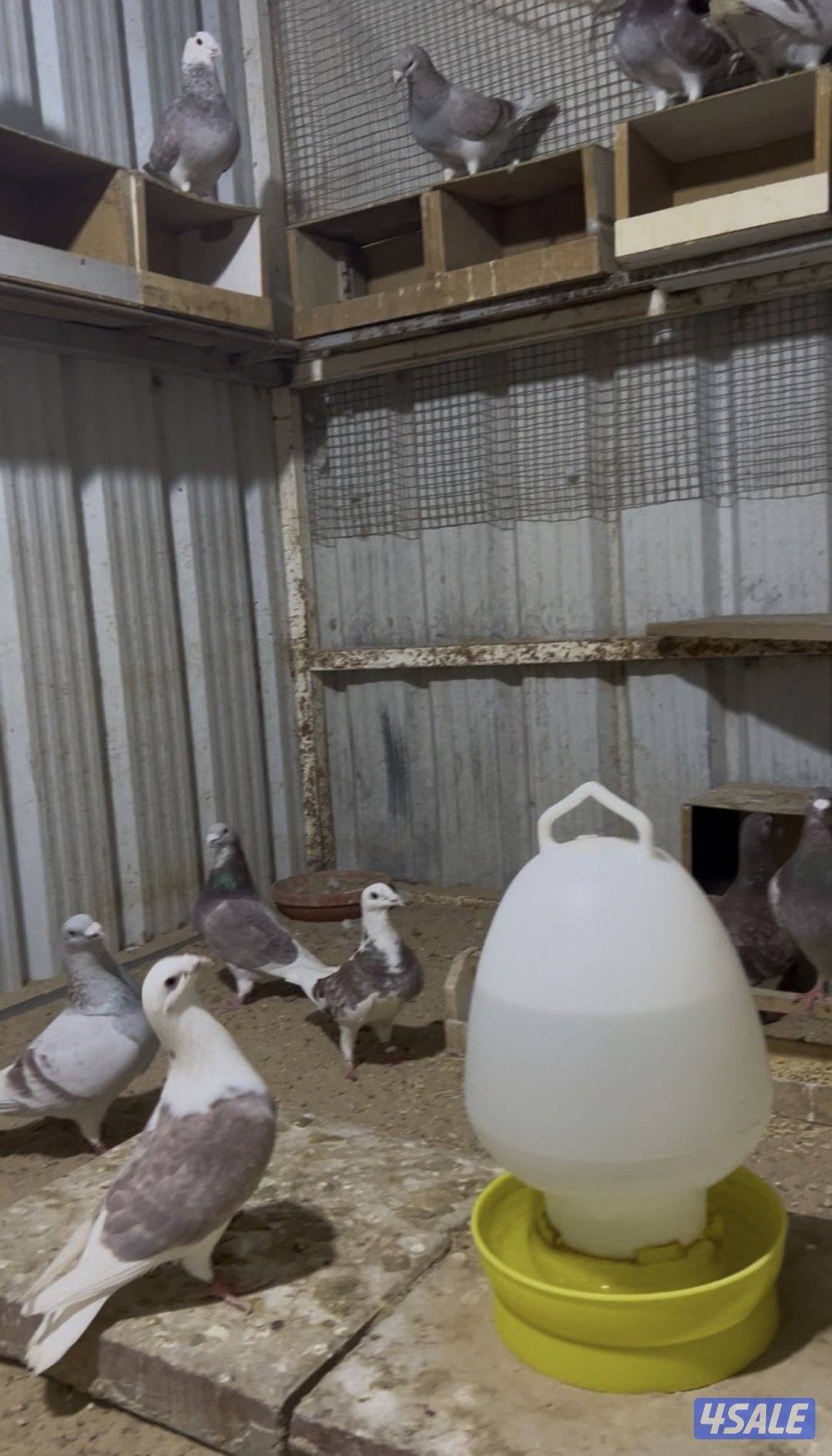 للبيع زواجل بلجيكي احجام طيبه منتجه0