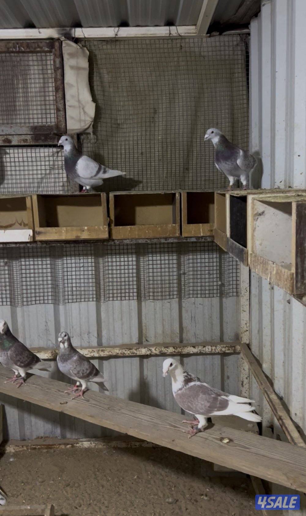 للبيع زواجل بلجيكي احجام طيبه منتجه1