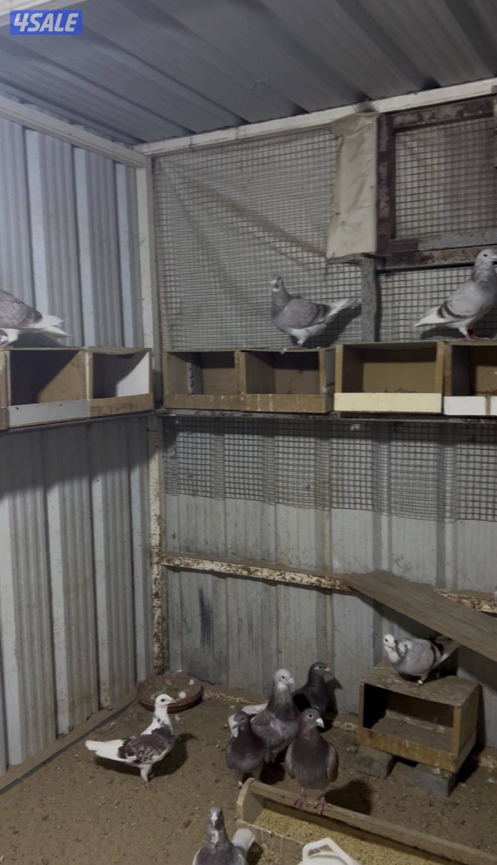 للبيع زواجل بلجيكي احجام طيبه منتجه2