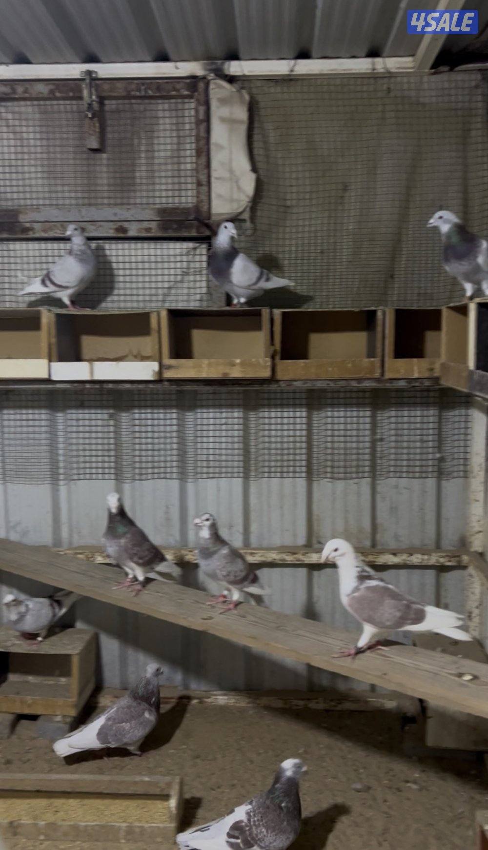 للبيع زواجل بلجيكي احجام طيبه منتجه3