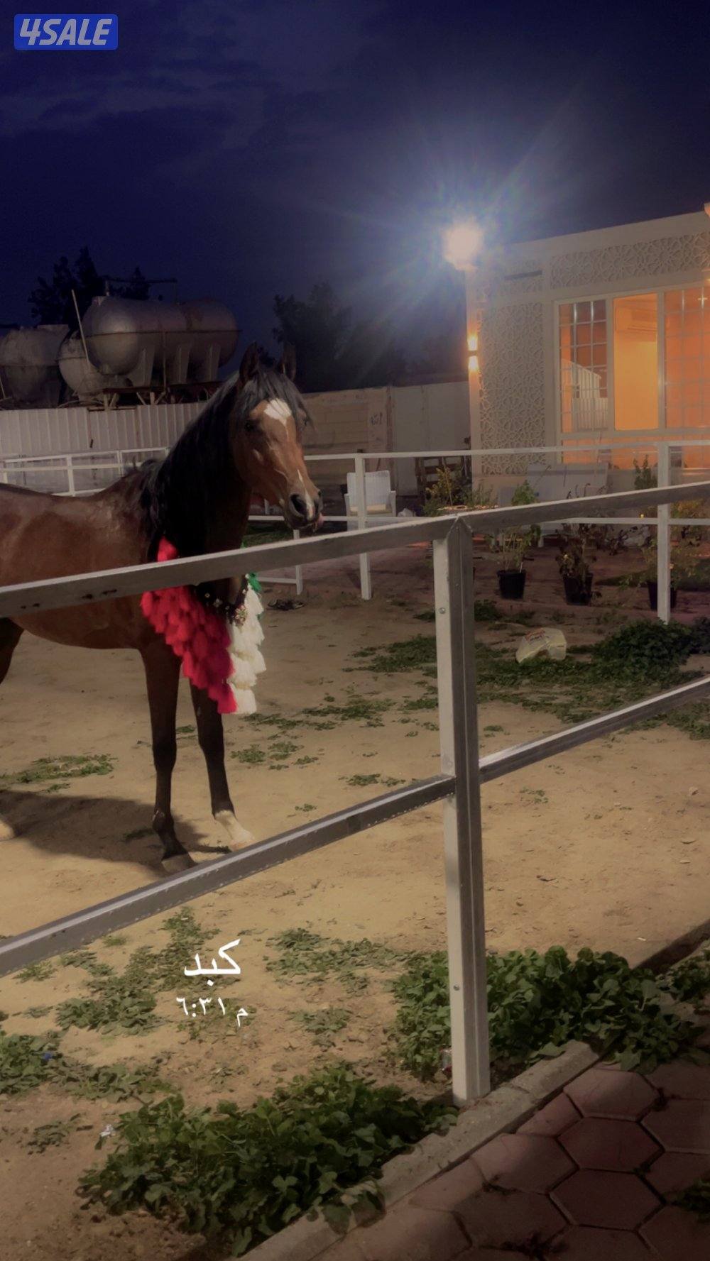 مربط ومدرسة4