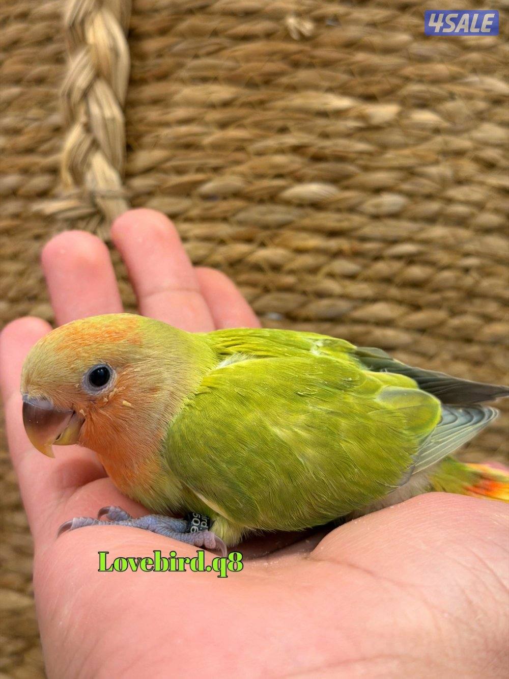 لوف بيرد عس ونهايه عس0