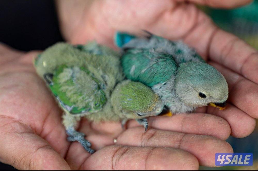 لوف بيرد عس ونهايه عس2