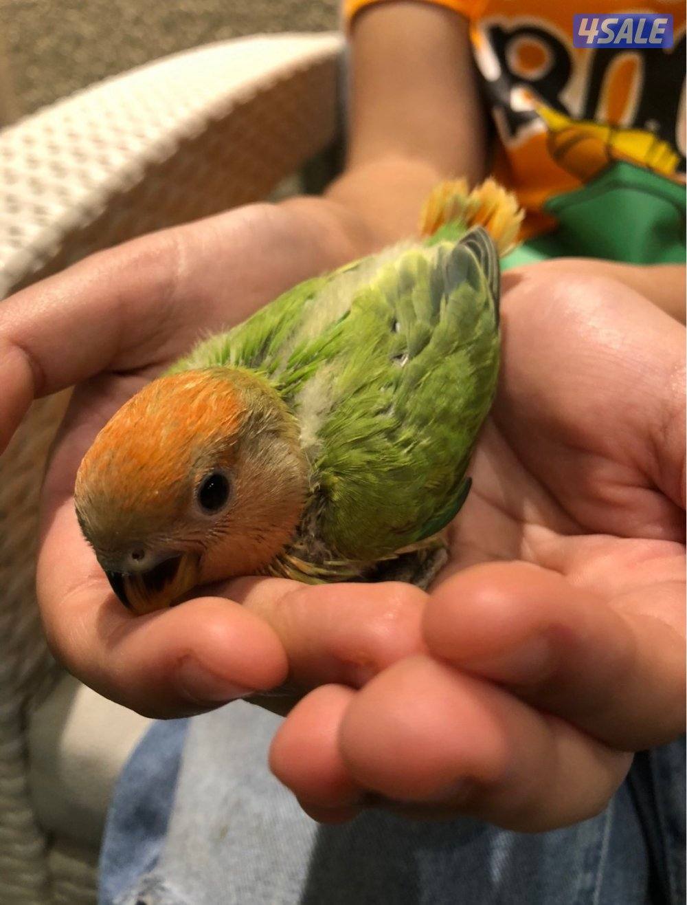 لوف بيرد عس ونهايه عس3