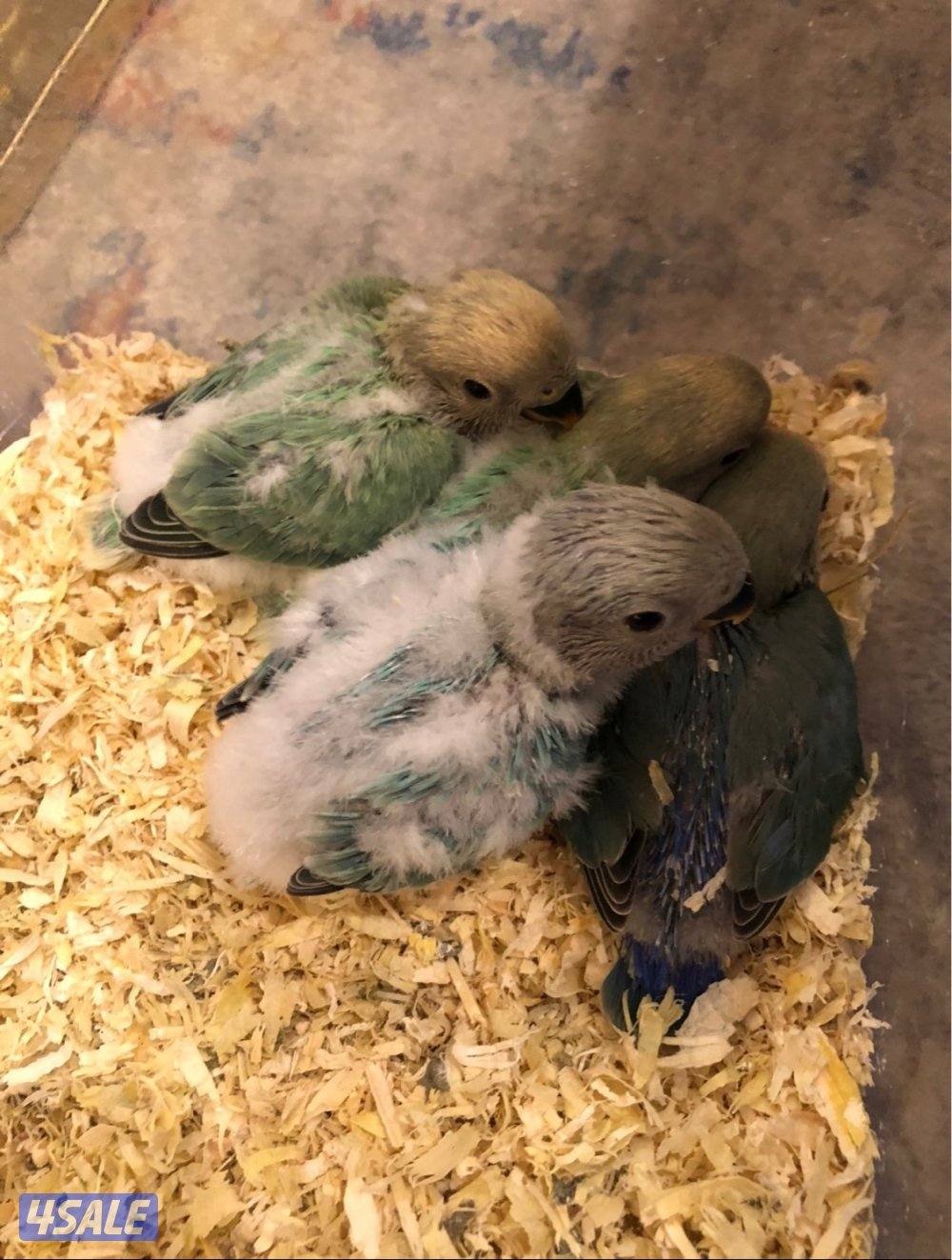 لوف بيرد عس ونهايه عس4