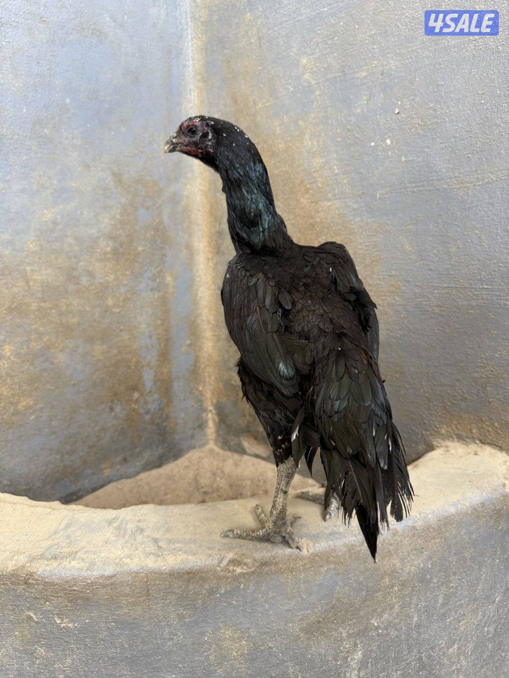 تايلندي / شانجرا / شامو2