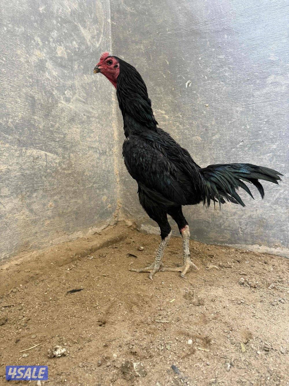 تايلندي / شانجرا / شامو3