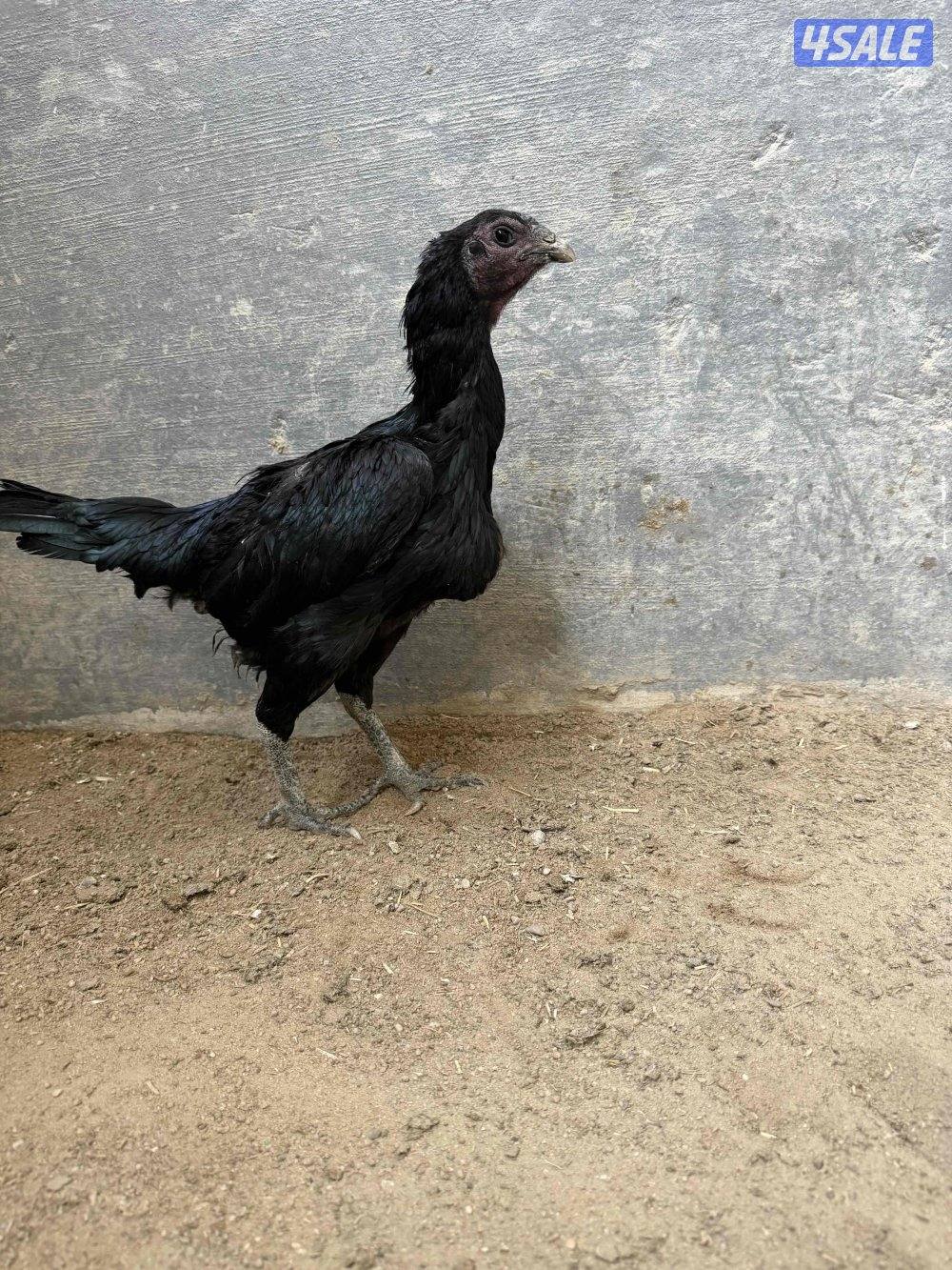 تايلندي / شانجرا / شامو6