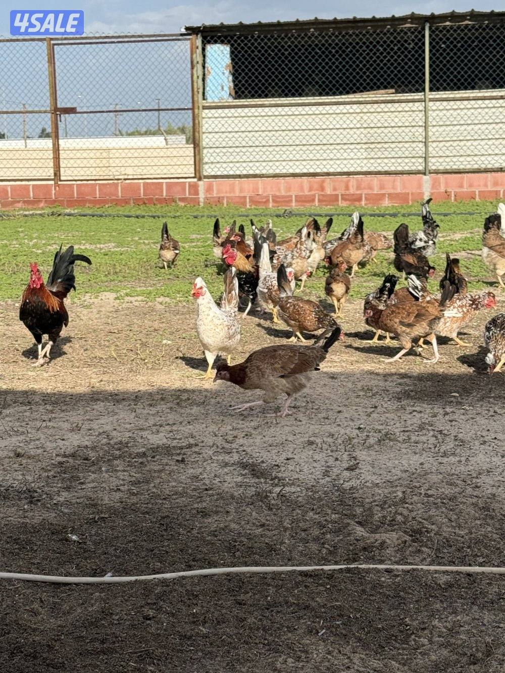 للبيع دجاج عربي قديم و دجاج عراقي جامبو و صيصان و ببض1