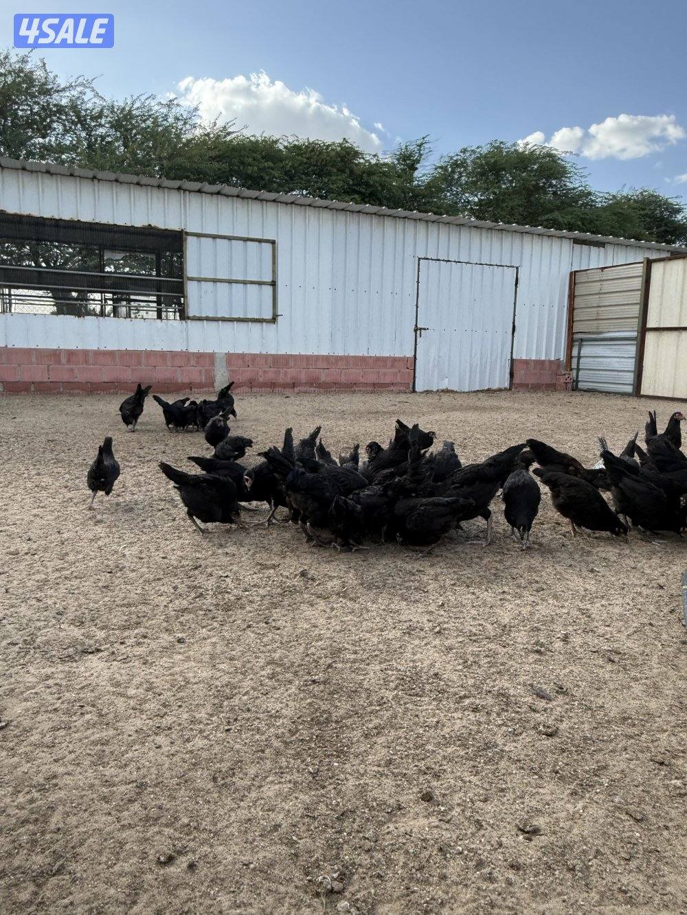 للبيع دجاج عربي قديم و دجاج عراقي جامبو و صيصان و ببض2