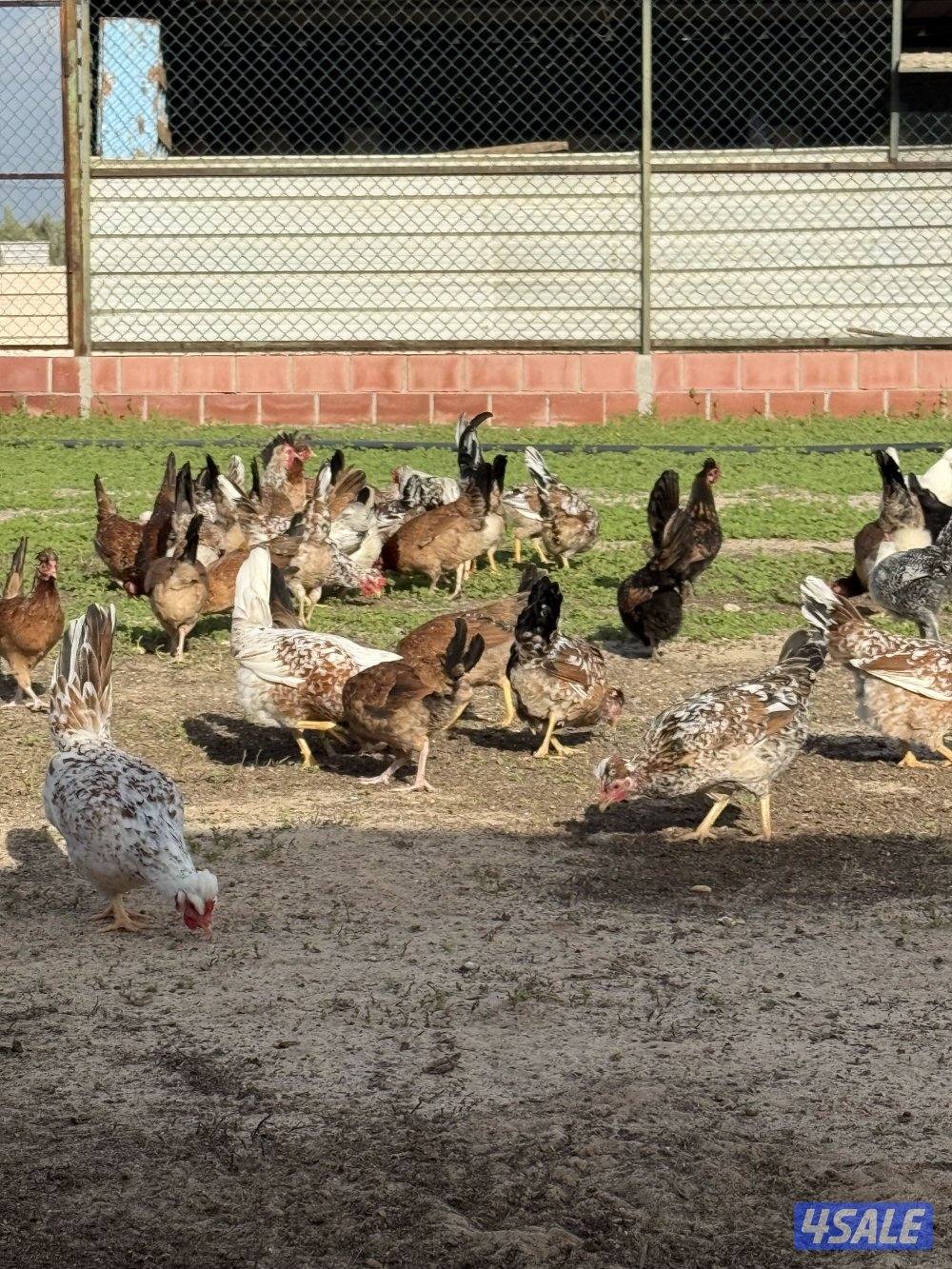 للبيع دجاج عربي قديم و دجاج عراقي جامبو و صيصان و ببض3