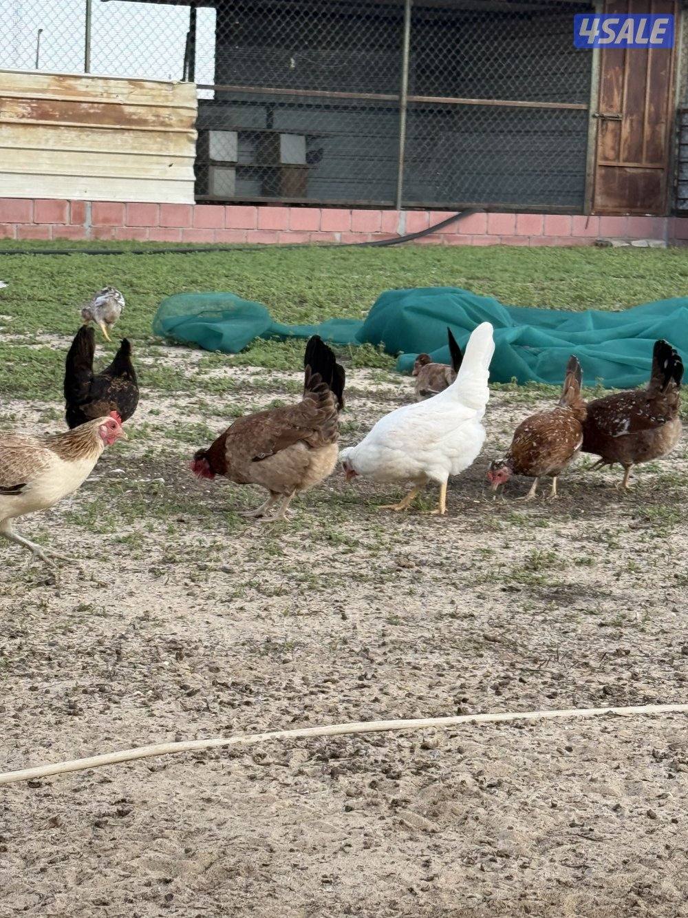للبيع دجاج عربي قديم و دجاج عراقي جامبو و صيصان و ببض4