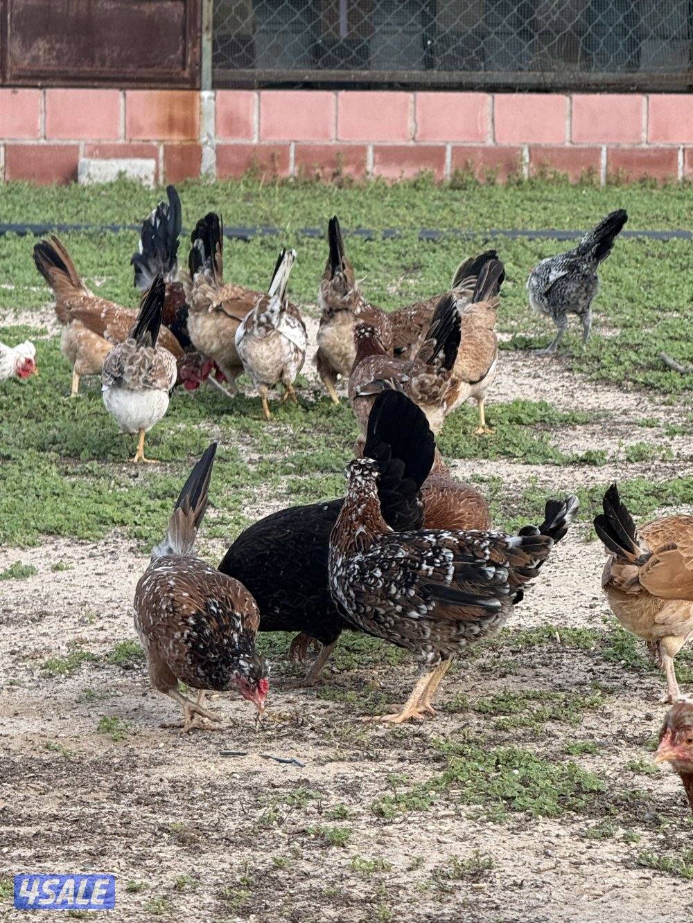 للبيع دجاج عربي قديم و دجاج عراقي جامبو و صيصان و ببض5