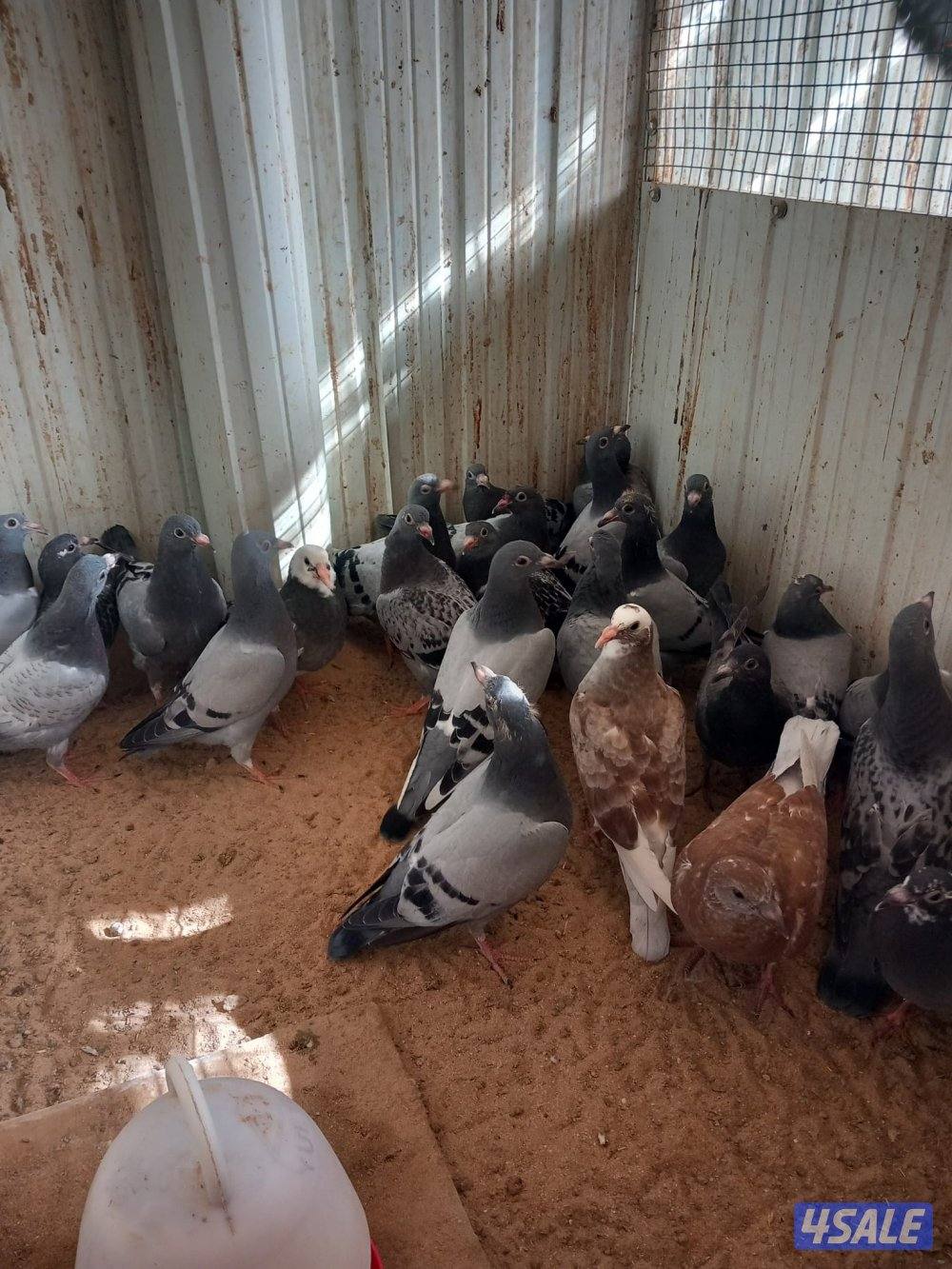 جبد ق 2 قسيمه850