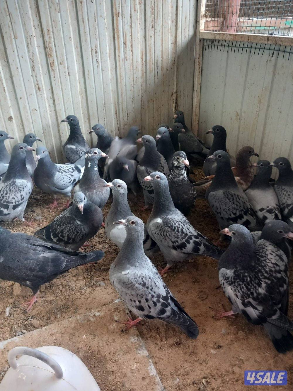 جبد ق 2 قسيمه851