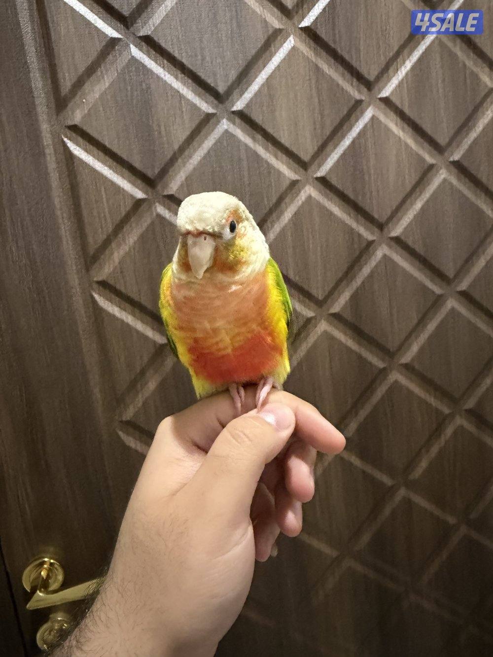 للبيع كنيور ربوه جدا0