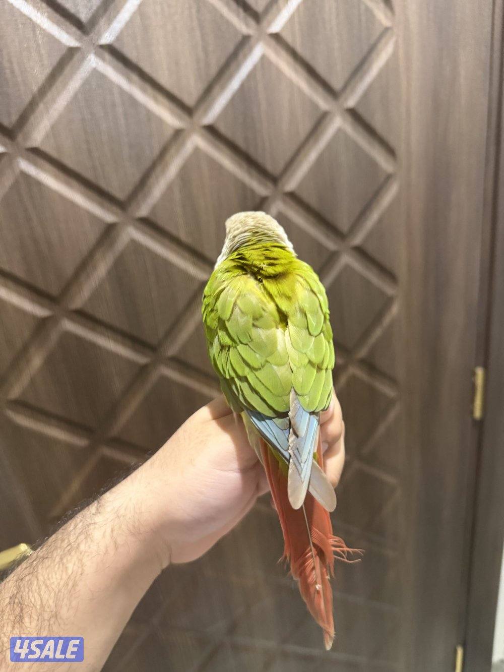 للبيع كنيور ربوه جدا1